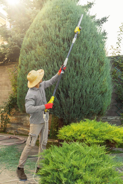 How Our Tree Care Process Works  in Piedmont, CA